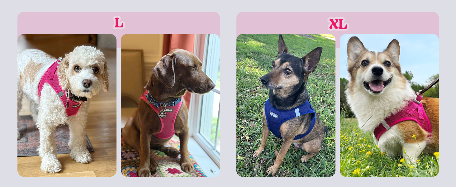Dog Harness padded