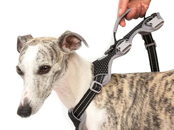 escape proof dog harness