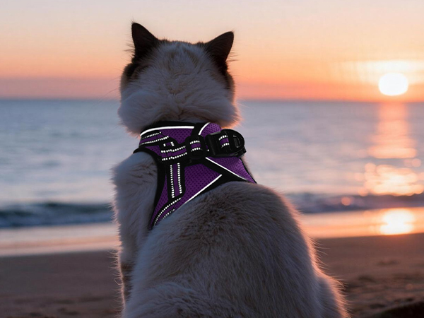 cat harness