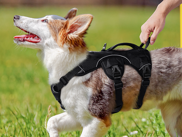 dog harness