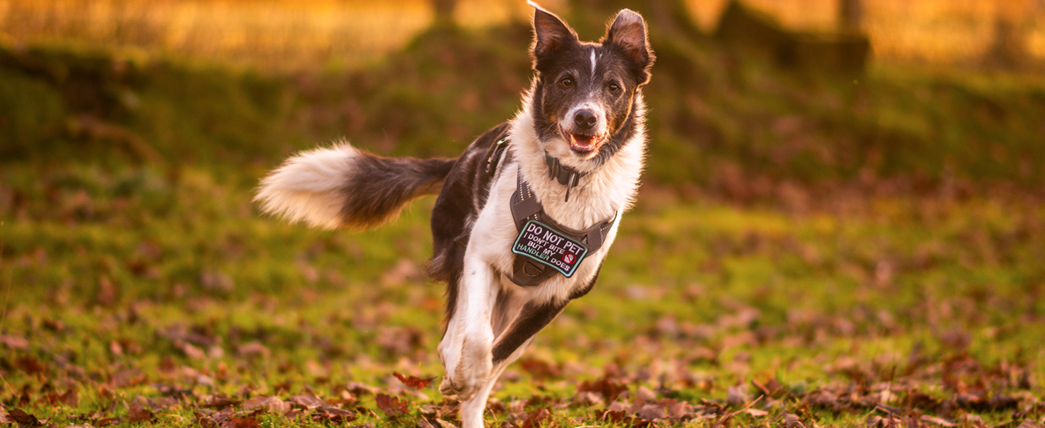 dog harness