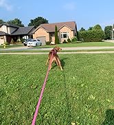 MayPaw 4FT/6FT/8FT/10FT Dog Leash, Classic Solid Colors, Durable Mountain Climbing Rope Dog Leash...
