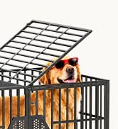 dog kennel