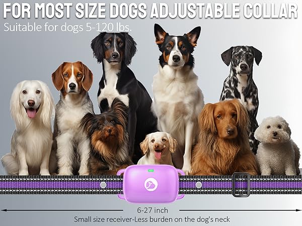 dog training collar