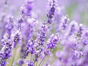 lavender image