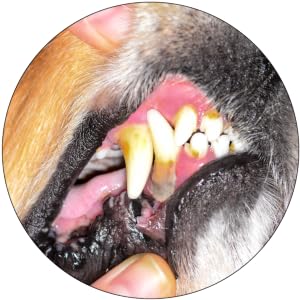 Toothbrush for dogs