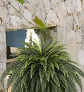 fake ferns