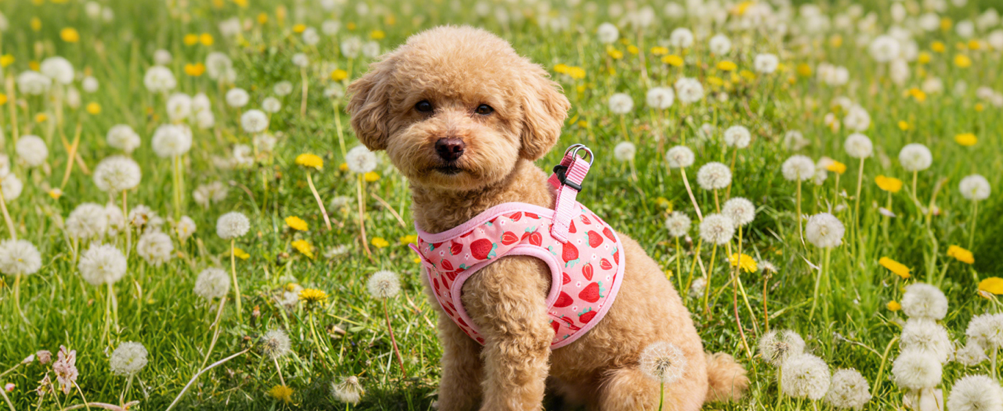 cute dog harness