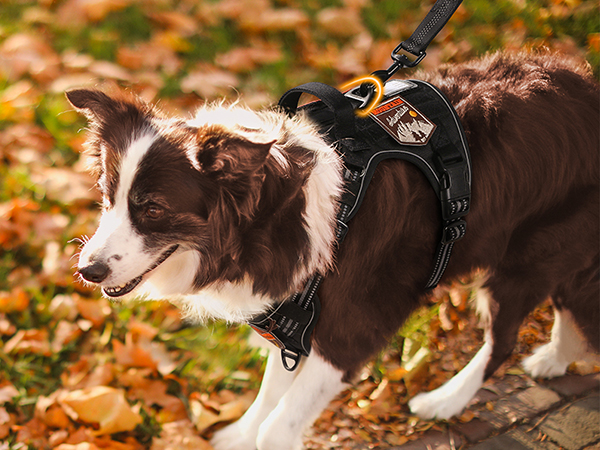 dog harness