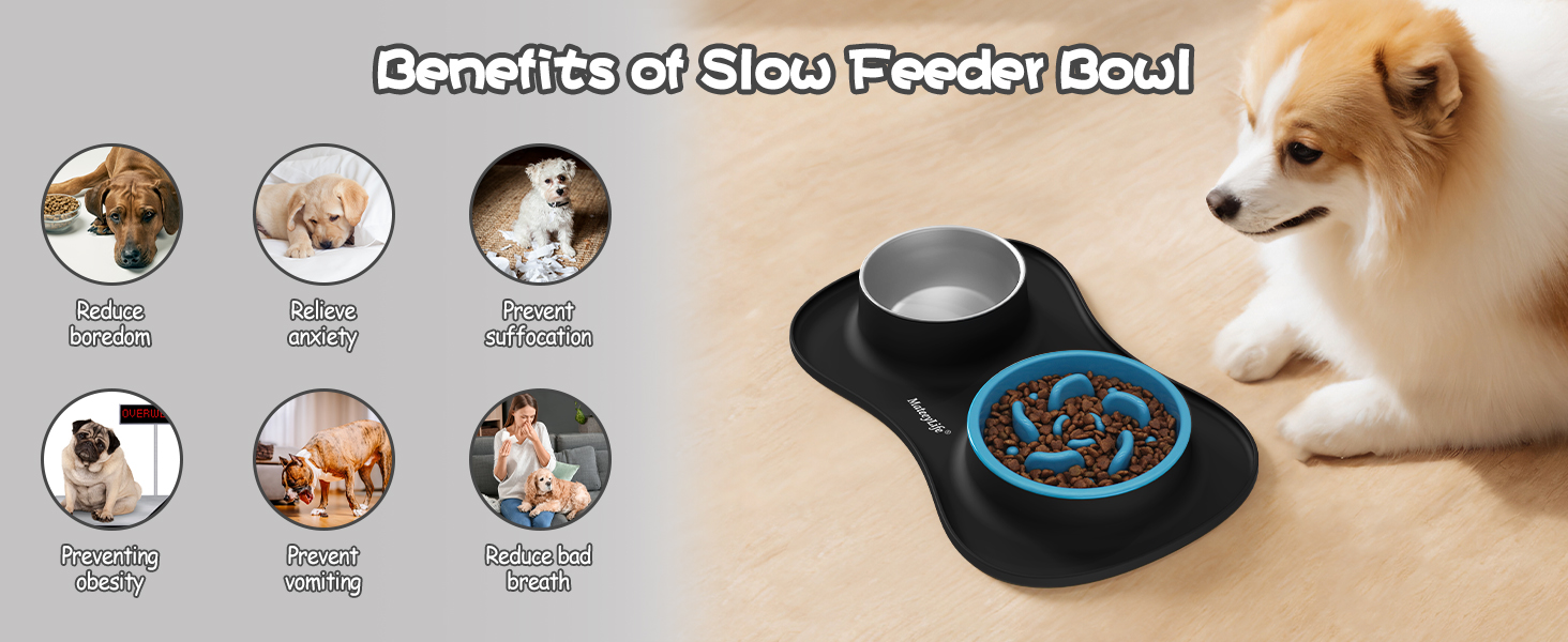 dog bowl set
