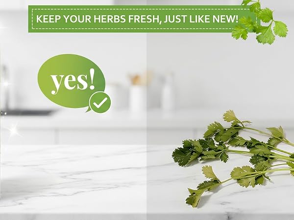 cilantro container for fridge