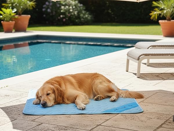 golden retriever lying resting outdoors by the pool on cooling mat