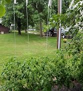 J Hooks to Prevent Tomatoes