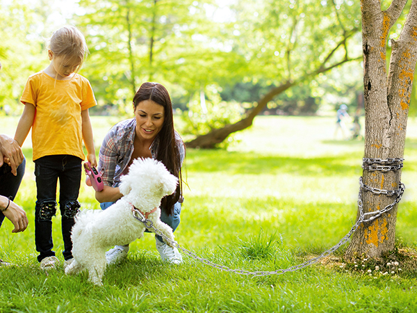 dog chains for large dogs