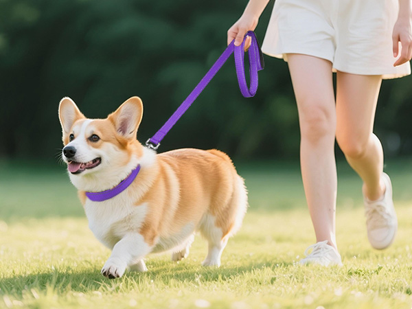 dog collar with leash