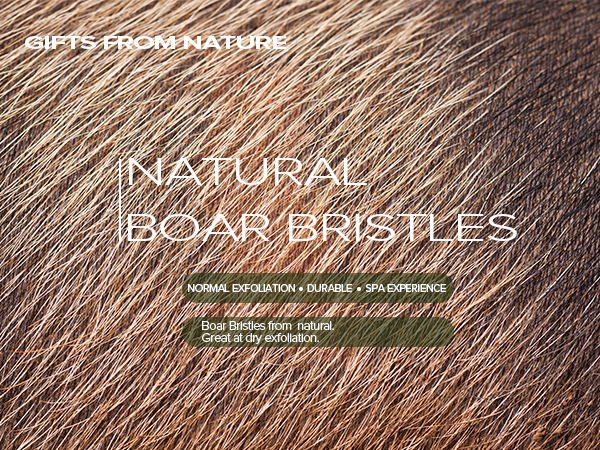 boar brisltes for mb