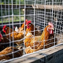 Chicken Coop Netting