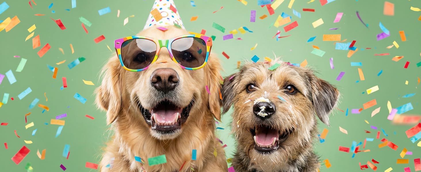 Happy dogs at birthday party with colorful confetti cannon.Terrier and Golden retriever in party hat