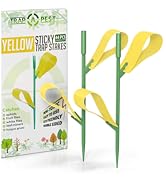 yellow sticky traps