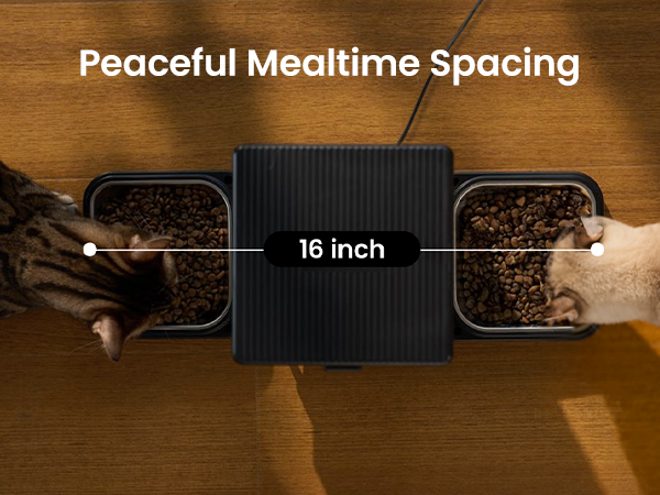 automatic cat feeder