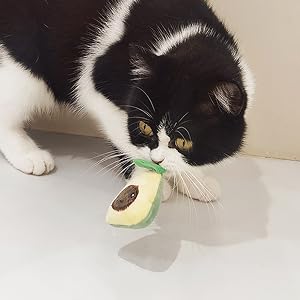 cat toys