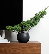 black home decor planter plant house apratment man