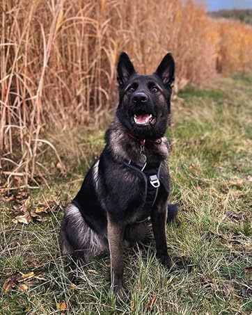 Embark Harness