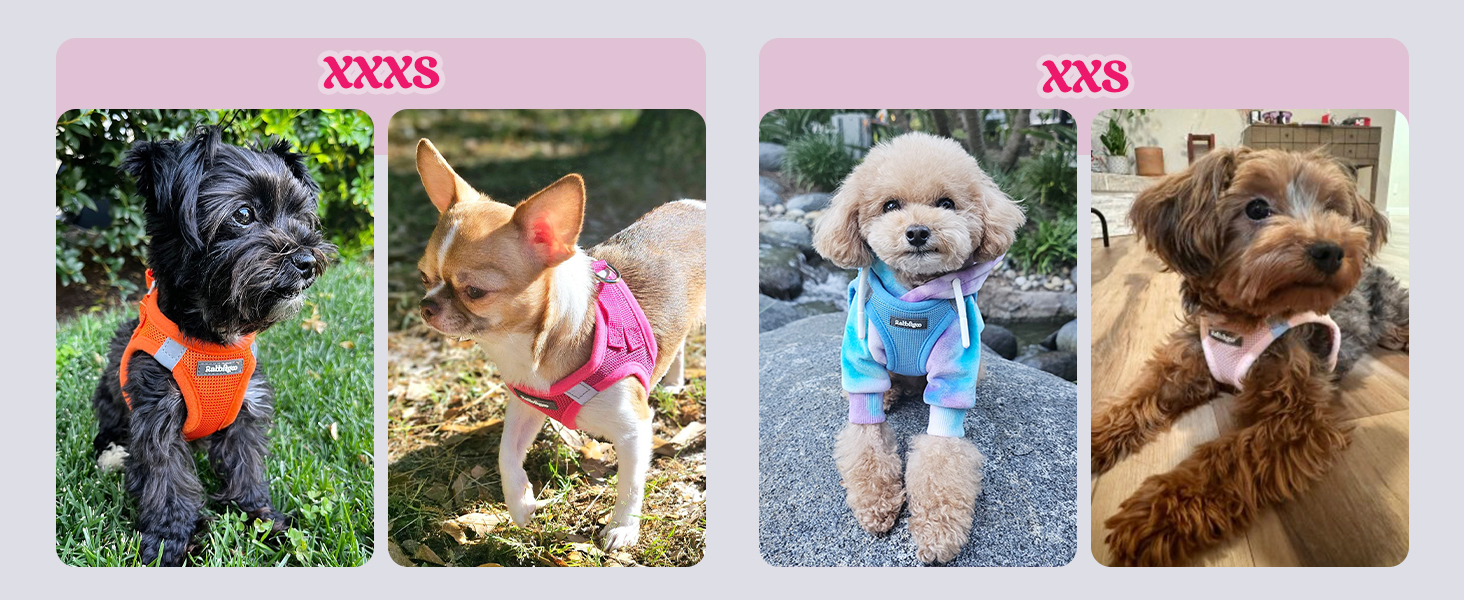 dog harness small dog