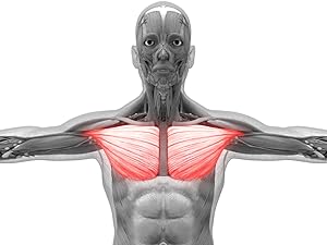 push up bars