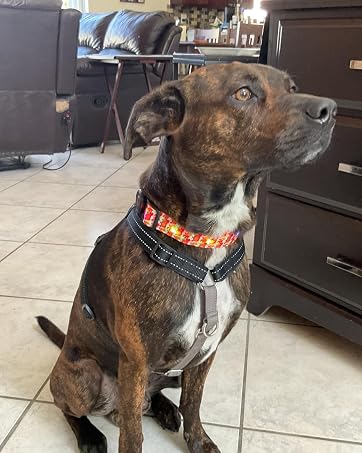 LED DOG COLLAR