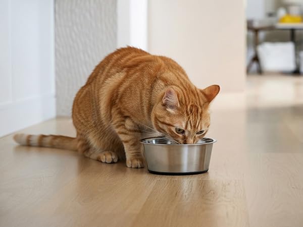 Cat bowl, dog bowls, dog water bowl