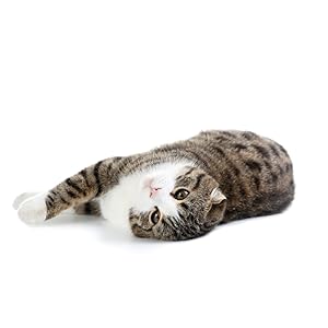cute cat laying down kitty litter kitten