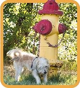 Out Petcare stain & odor products, dog diapers, training sprays, dog pads, dog wraps, cat cleaning