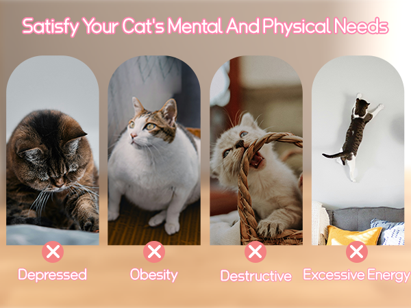 cat toys