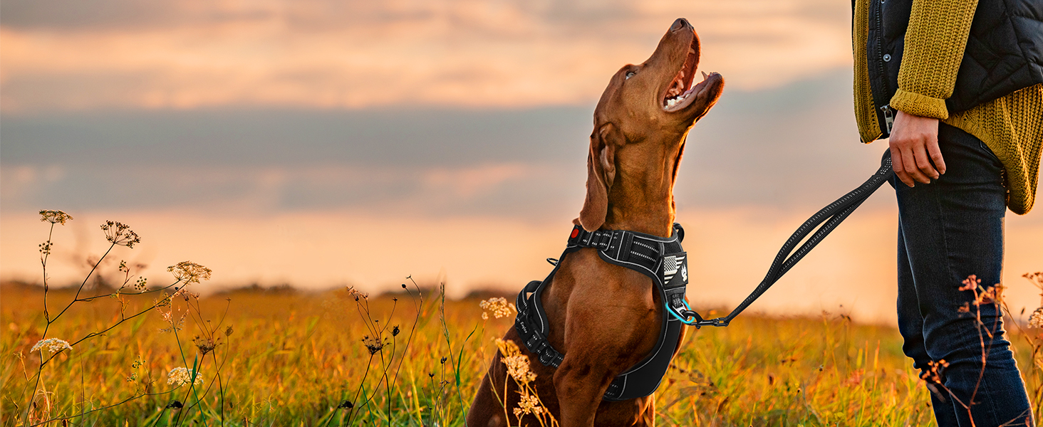 no pull dog harness