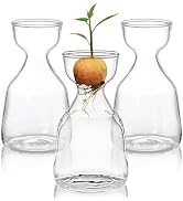 Hiceeden 3 Pack Avocado Seed Starter Vase for Growing, Glass Acorn Tree Growing Kit Vase, Small A...