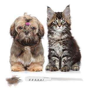 pet hair cutting