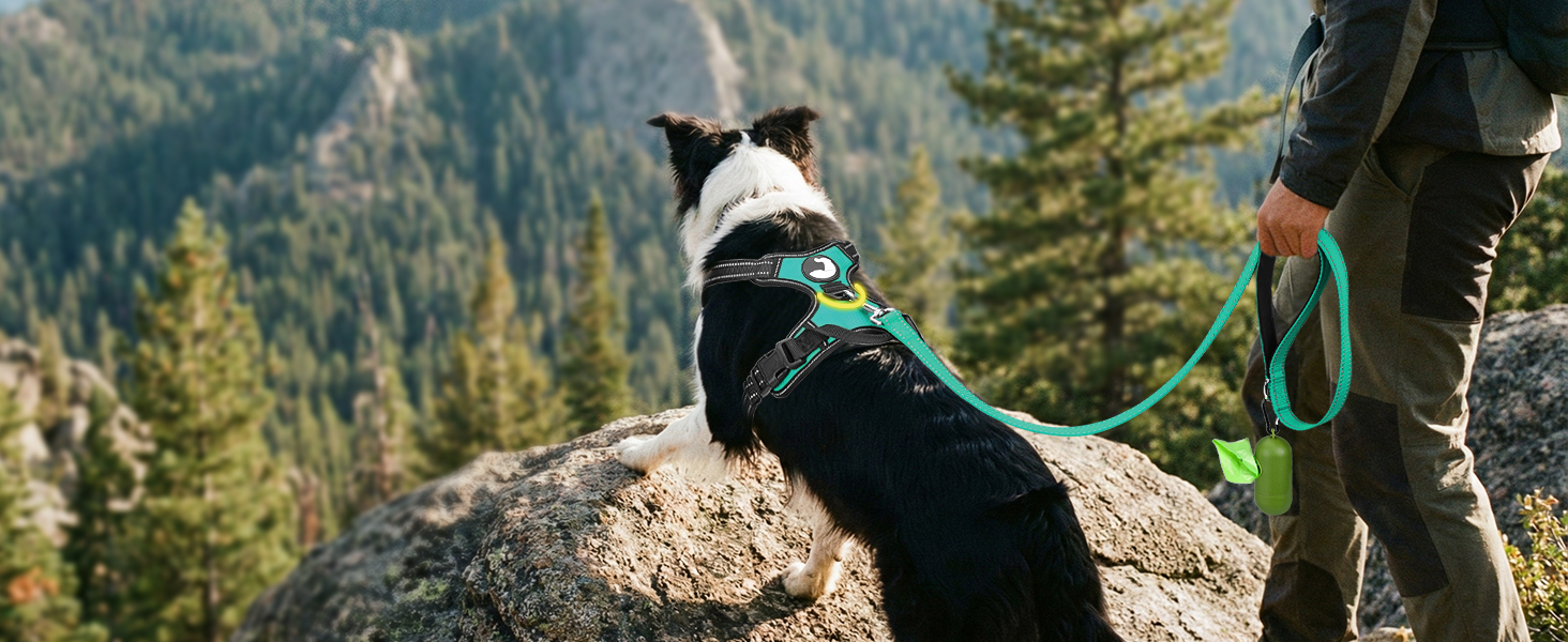 dog harness