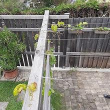 Garden Fence Wire