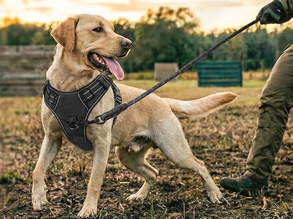 dog harness