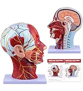 Ultrassist Human Anatomical Half-Head Model Includes Electronic Diagram with Superficial Neurovas...