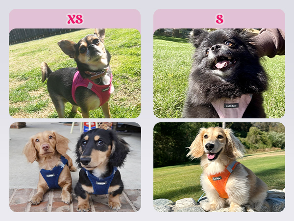 outdoor dog harness