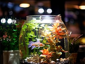 Aquarium Light
