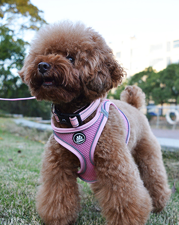 step in dog harness