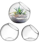 Mipcase 3 Pack Glass Plant Terrarium - 4.7" Slanted Opening Glass Vase for Air Plants, Succulents...