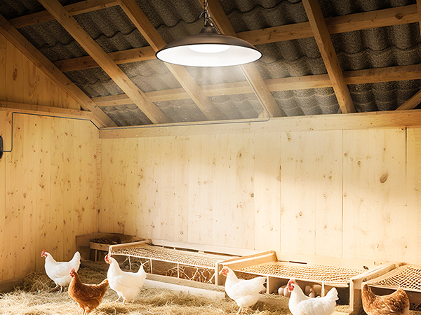 solar shed light