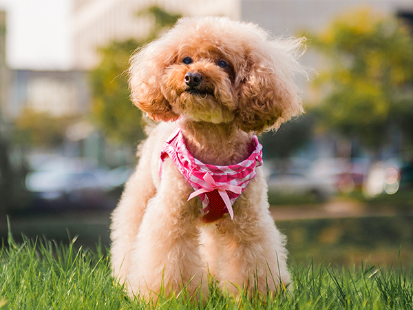 fuschia dog harness