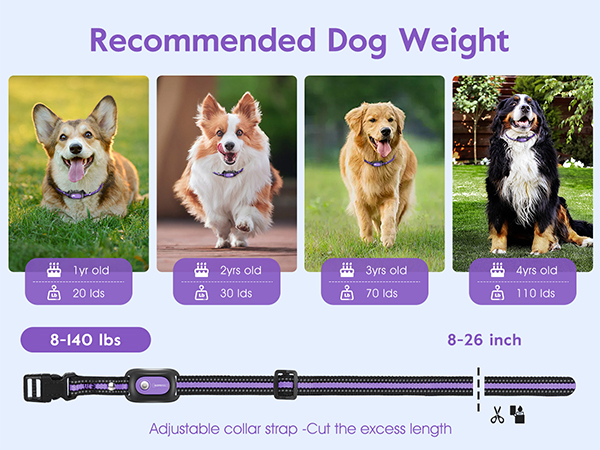 dog training collar with remote