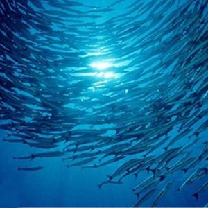 LED Fishing light for saltwater freshwater