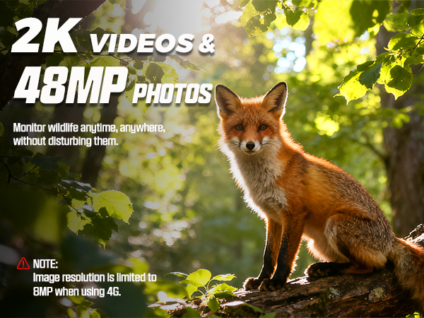 Text reads '2K VIDEOS & 48MP PHOTOS'. Red fox in natural woodland setting with sunlit foliage. Marketing image for camera capabilities.